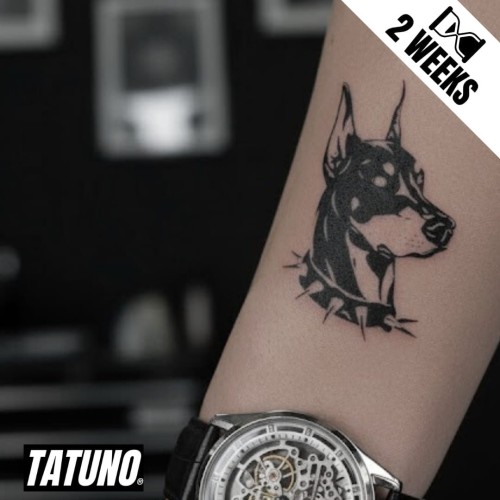 Tatuaż jagua półtrwały doberman